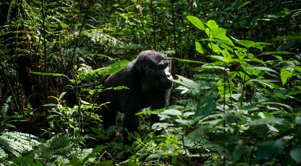 Last-minute Gorilla Trekking Permit