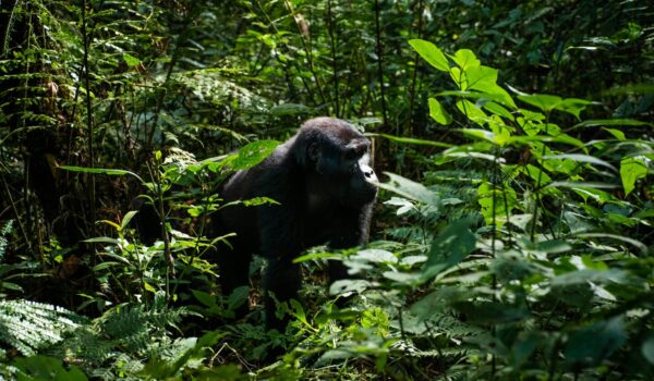 Last-minute Gorilla Trekking Permit