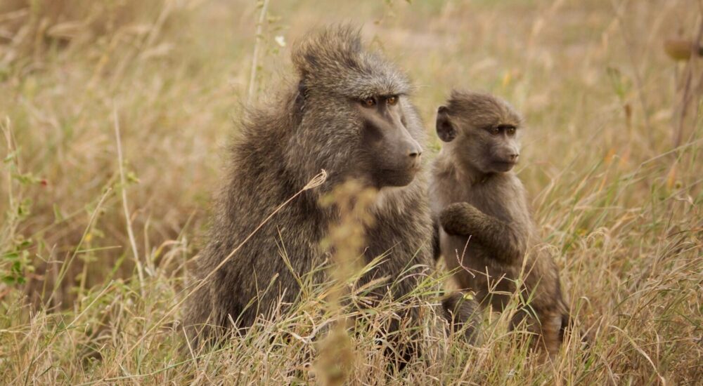 Primate Safari Uganda