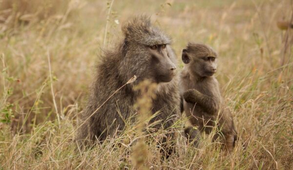 Primate Safari Uganda