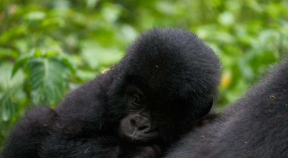 Private Vs Group Gorilla Safari