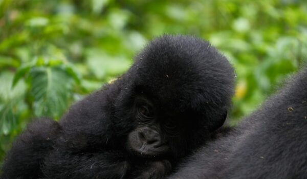 Private Vs Group Gorilla Safari
