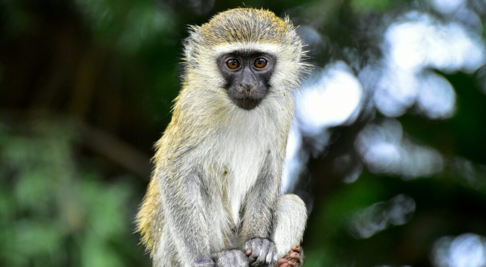 Rwanda Primate Safari