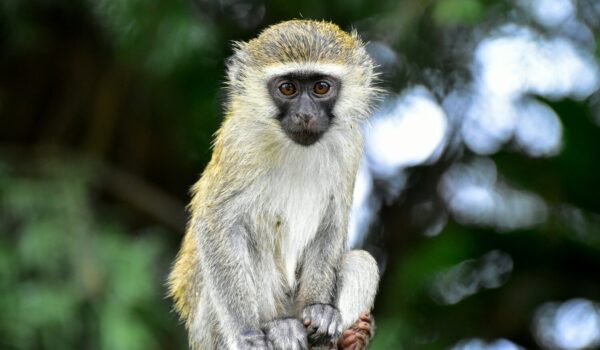 Rwanda Primate Safari