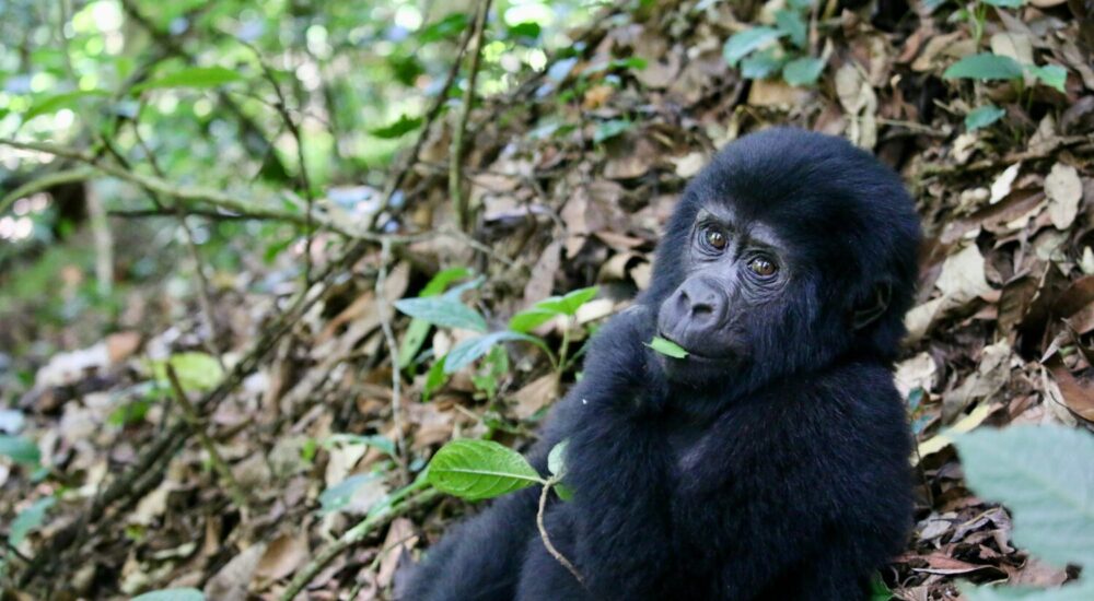 Gorilla Permit Refund Policy