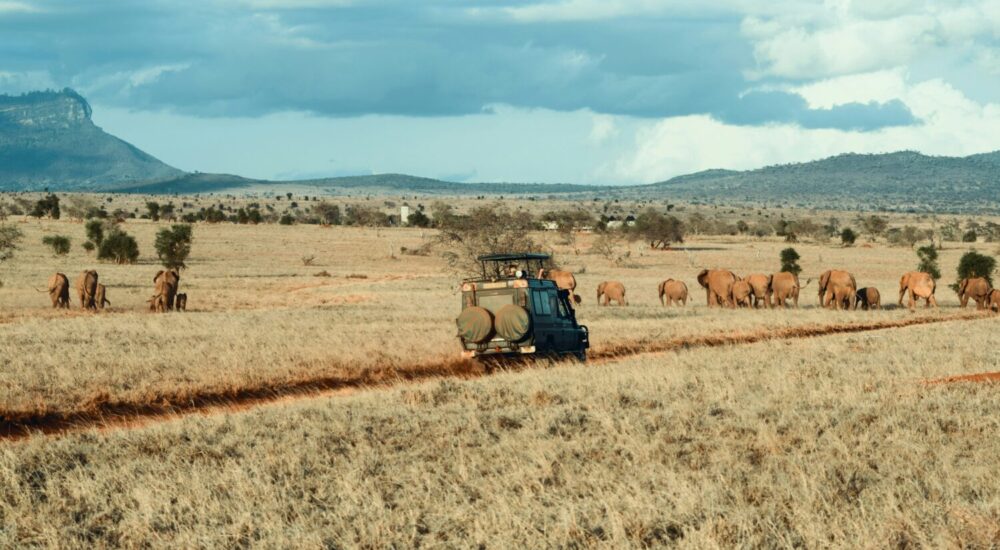 Booking A Safari Early
