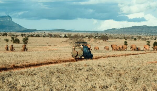 Booking A Safari Early