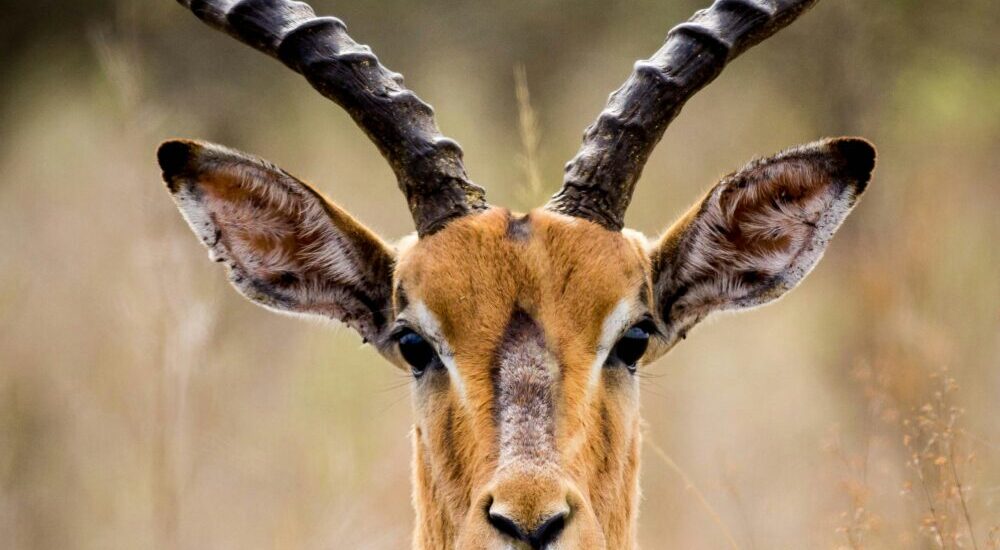Eland Topi Lake Mburo
