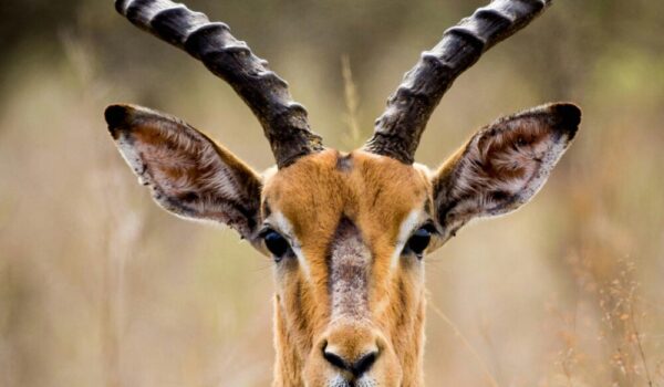 Eland Topi Lake Mburo