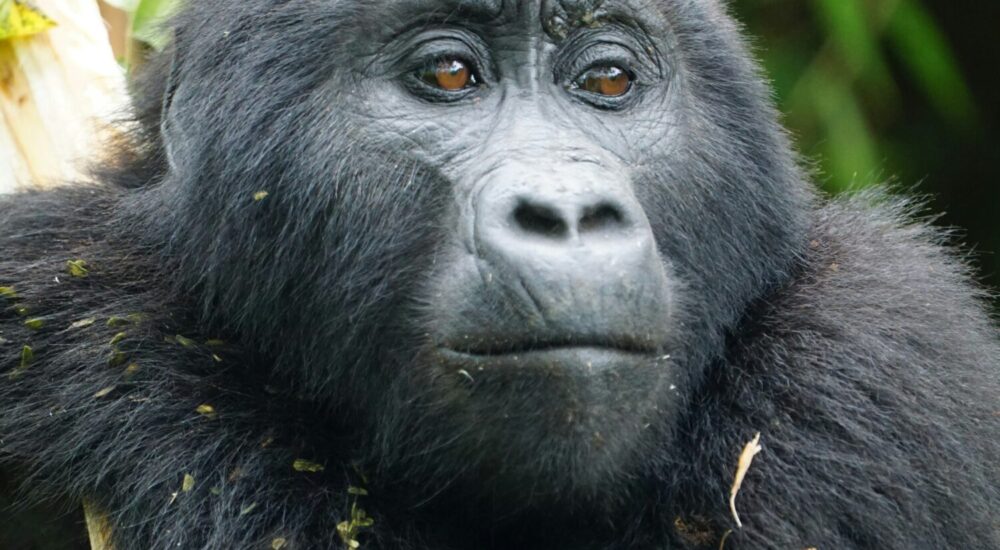 Ruhija Sector Bwindi