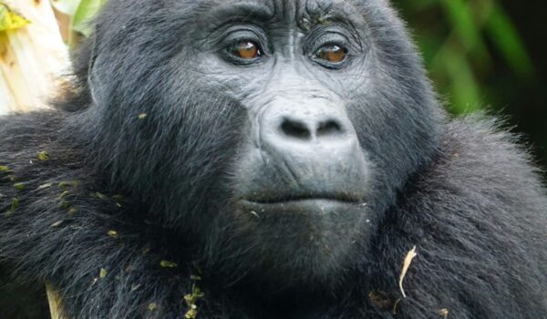 Ruhija Sector Bwindi