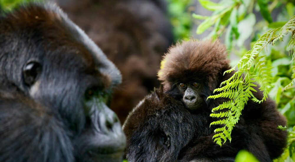 Book Gorilla Permit Rwanda