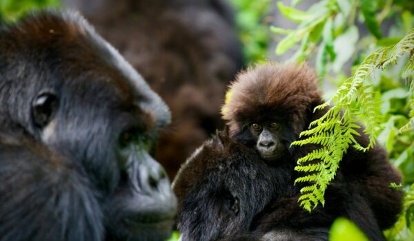 Book Gorilla Permit Rwanda