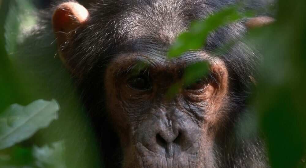 Wildlife In Rwenzori