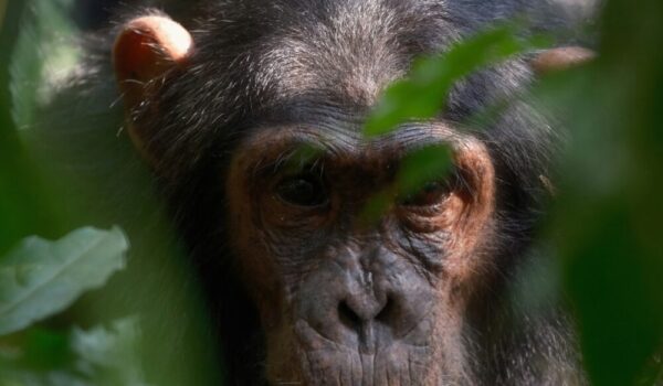 Wildlife In Rwenzori