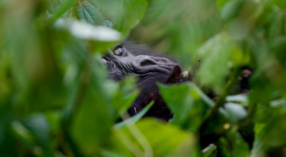 Rwanda Budget Gorilla Safari