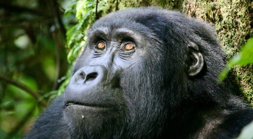 Gorilla Trekking Local Operator