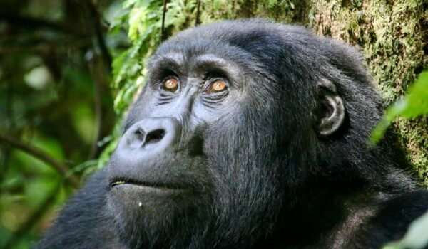 Gorilla Trekking Local Operator