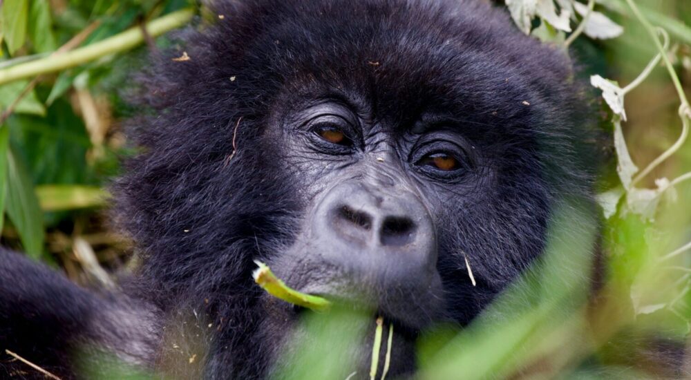 Bwindi Impenetrable National Park