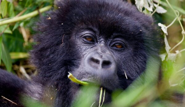Bwindi Impenetrable National Park