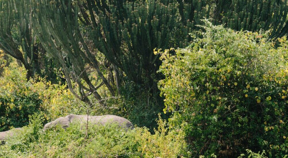 Uganda Safari Experiences