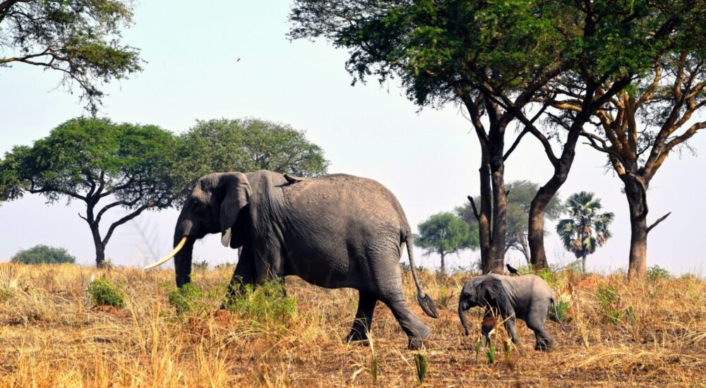 Solo Travel Uganda Safari