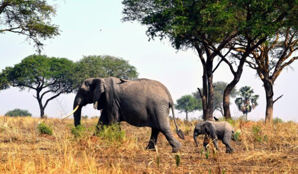 Solo Travel Uganda Safari