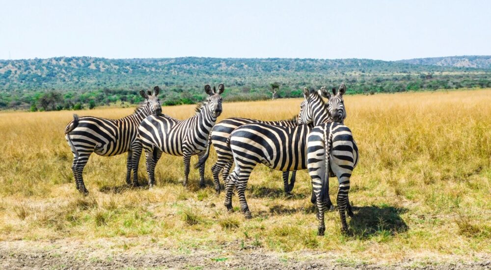 Uganda For Non-gorilla Activities