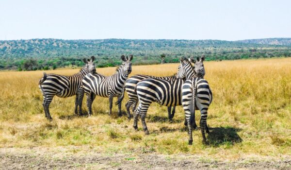 Uganda For Non-gorilla Activities