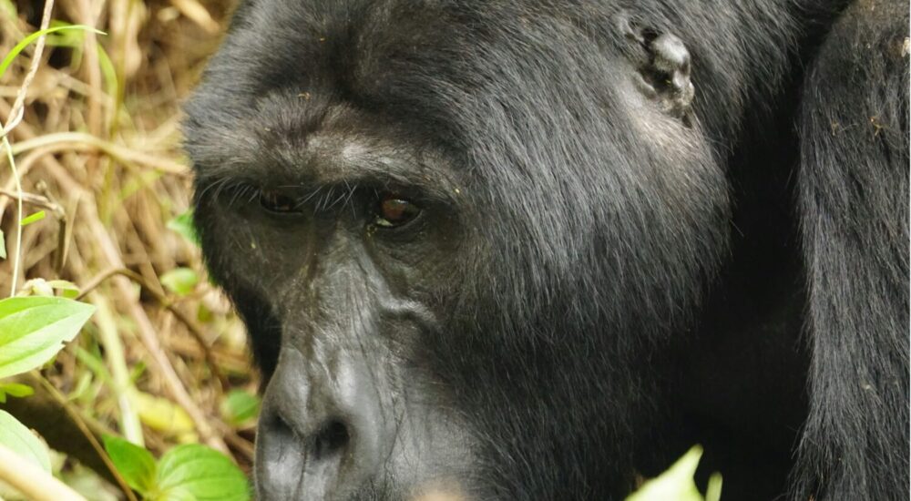 Best Time To Visit Bwindi