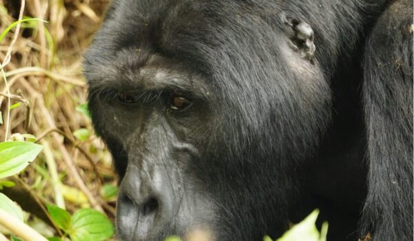 Best Time To Visit Bwindi