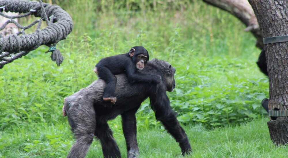 Bonobo Vs Gorilla