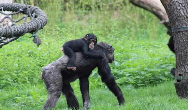 Bonobo Vs Gorilla