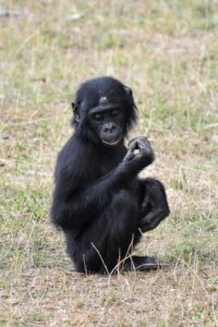 Bonobo vs Gorilla