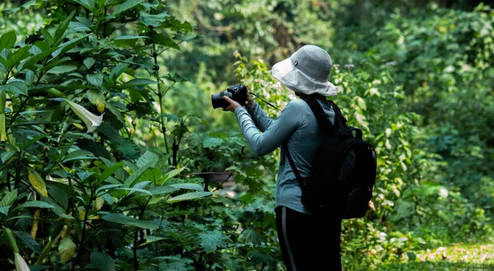 Bwindi Impenetrable Forest Density