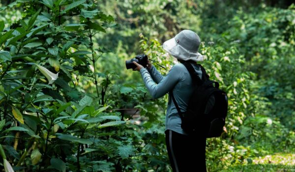 Bwindi Impenetrable Forest Density