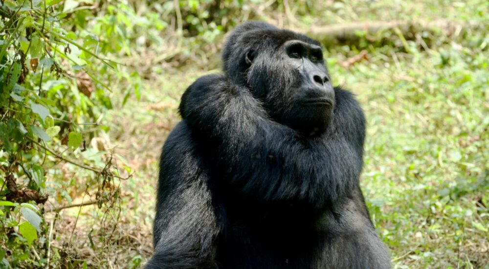 UWA Vs RDB Gorilla Permits
