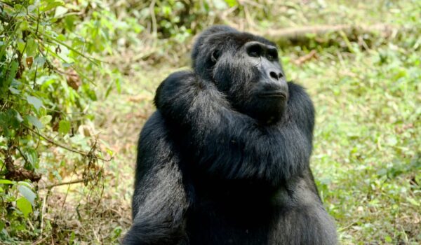 UWA Vs RDB Gorilla Permits