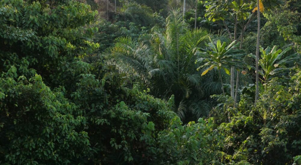 Kibale Forest Canopy Walk