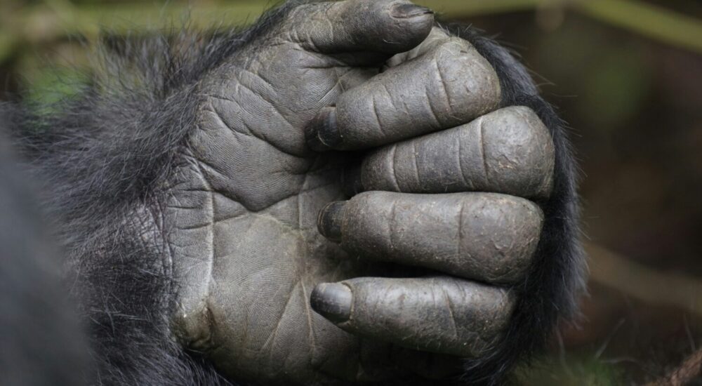 Once In A Lifetime Gorilla Safari