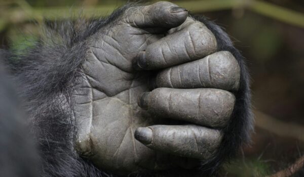 Once In A Lifetime Gorilla Safari