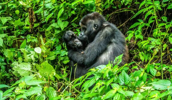 Gorilla Trekking Experience