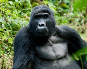Gorilla Trekking Experience