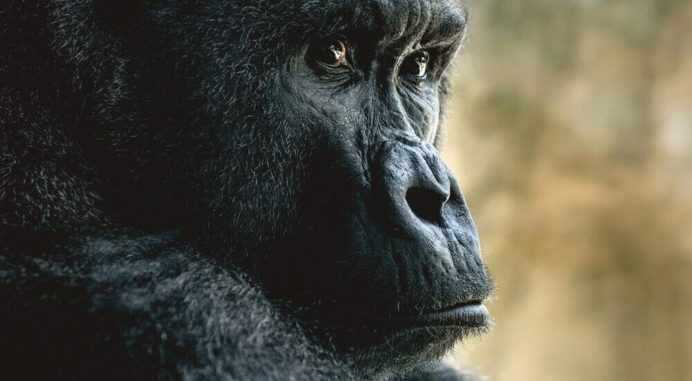 Gorilla Safari Infographic