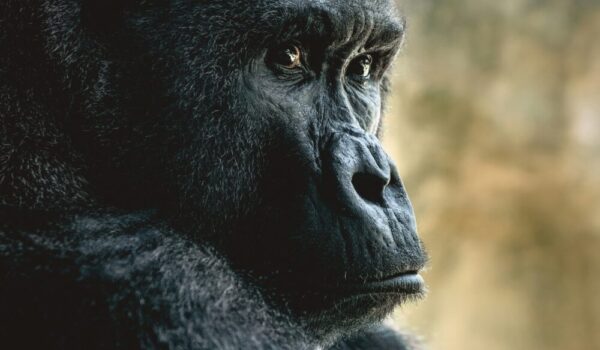 Gorilla Safari Infographic